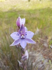 Thelymitra juncifolia