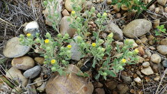 Xanthisma grindelioides