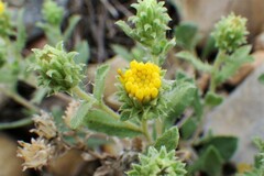 Xanthisma grindelioides