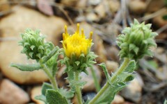 Xanthisma grindelioides