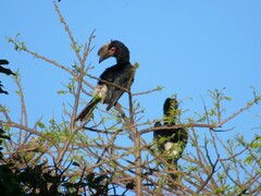 Bycanistes bucinator