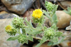 Xanthisma grindelioides