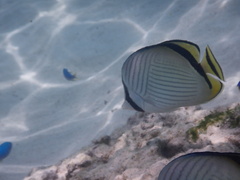 Chaetodon vagabundus