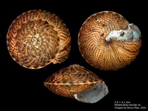Laoma mariae, 2022-04-16