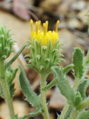 Xanthisma grindelioides