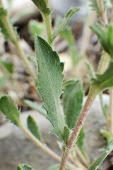 Xanthisma grindelioides