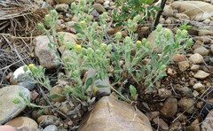 Xanthisma grindelioides