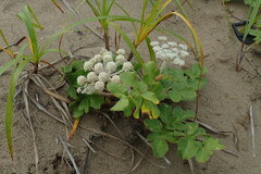 Glehnia littoralis