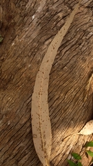 Eucalyptus quadrangulata