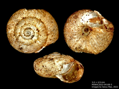 Phenacohelix ponsonbyi