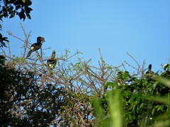 Bycanistes bucinator