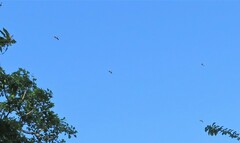 Bycanistes bucinator