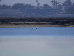 Phoenicopterus ruber