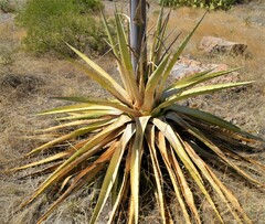 Agave chrysantha