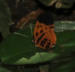 Heliconius hecale