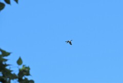 Bycanistes bucinator