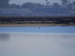 Phoenicopterus ruber