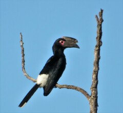 Bycanistes bucinator