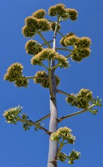 Agave chrysantha