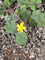 Oxalis perennans