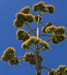 Agave chrysantha