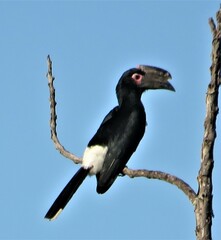 Bycanistes bucinator