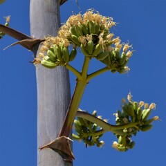 Agave chrysantha