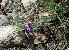 Vicia nervata