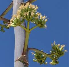 Agave chrysantha