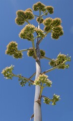 Agave chrysantha