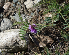 Vicia nervata