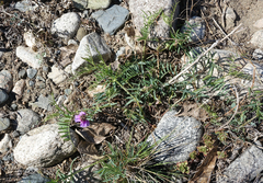 Vicia nervata