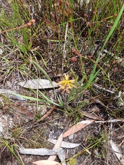Ericaceae