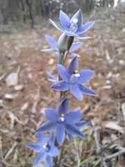 Thelymitra megcalyptra