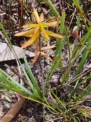 Ericaceae
