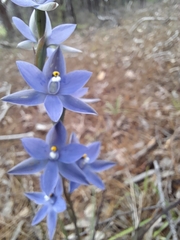 Thelymitra megcalyptra