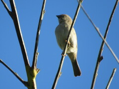 Passer diffusus stygiceps