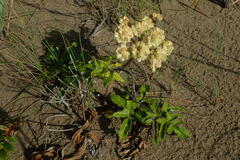 Glehnia littoralis
