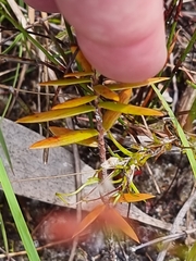 Ericaceae