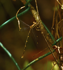 Episynlestes albicaudus