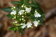 Teucrium