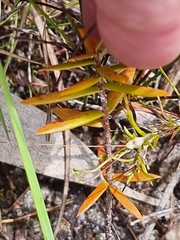 Ericaceae