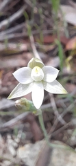 Thelymitra albiflora