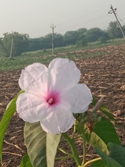 Ipomoea carnea fistulosa