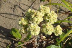 Glehnia littoralis