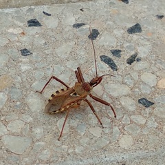 Rhynocoris erythropus