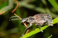 Entiminae