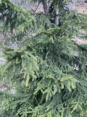 Picea orientalis