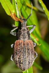 Entiminae
