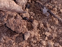 Corinnidae